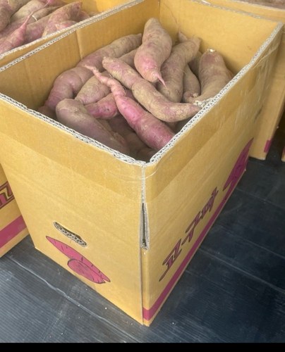 황토 햇 꿀고구마
